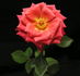 This Is The Day ™ rose photo