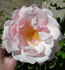Ganges Mist ™ rose photo