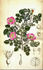 <i>Rosa sicula</i> Tratt. rose photo