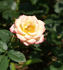 Baby Katie ™ rose photo