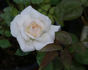 Linville rose photo