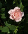 Madeline Spezzano rose photo