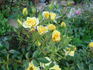Hall of Flowers ™ rose photo