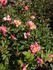 Fancy Pants ™ rose photo