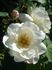 Nelson's Pride rose photo