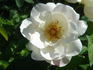 Nelson's Pride rose photo