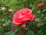 Fortissimo rose photo
