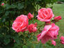 Schlossgarten rose photo