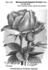Eugénie Verdier rose photo