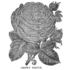 Crown Prince rose photo