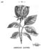 American Banner rose photo
