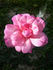 Riverbanks rose photo
