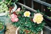 Bengal Tiger ™ rose photo