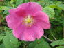Aurora rose photo