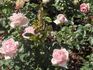 Donna Marella Agnelli rose photo