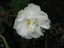 Leafland Perpetual rose photo