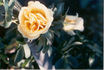 Jean rose photo