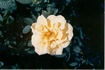 Jean rose photo