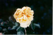 Jean rose photo