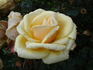 Simply Heaven rose photo