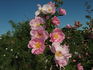 Prairie Charm rose photo