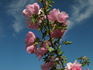 Prairie Charm rose photo