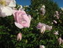 Prairie Wren rose photo
