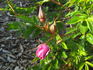Aylsham rose photo