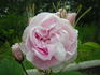 Amy rose photo