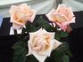 Julia's Kiss rose photo