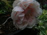 La Sylphide rose photo