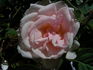 La Sylphide rose photo