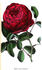 Comte de Montalivet rose photo