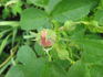 Carlos Perpetual rose photo
