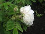 Gleam rose photo