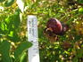Prairie Charm rose photo