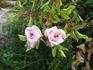 Prairie Sweetheart rose photo
