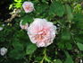 Prairie Sweetheart rose photo