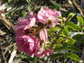 L15 rose photo