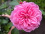 Allerhop rose photo