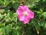 Bertha rose photo