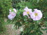 Helen Bland rose photo