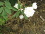 Conestoga rose photo