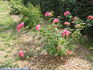 Pink Masquerade rose photo