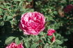 Alison rose photo