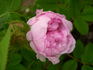 Mossman rose photo