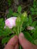 Mossman rose photo