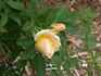 Dr. F.L. Skinner rose photo