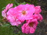 Pink Masquerade rose photo