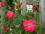 Pink Masquerade rose photo